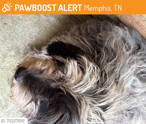 Found/Stray Unknown Dog last seen Scenic Hills neighborhood, Memphis, TN 38128