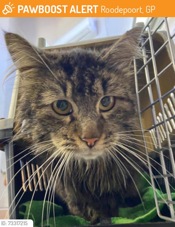 Found/Stray Male Cat last seen Vlootboit Street,Laserpark,Honeydew, Roodepoort, GP 2170