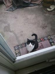 Found/Stray Unknown Cat last seen Near Ora Lane and Daryl Drive, Middletown, OH 45042