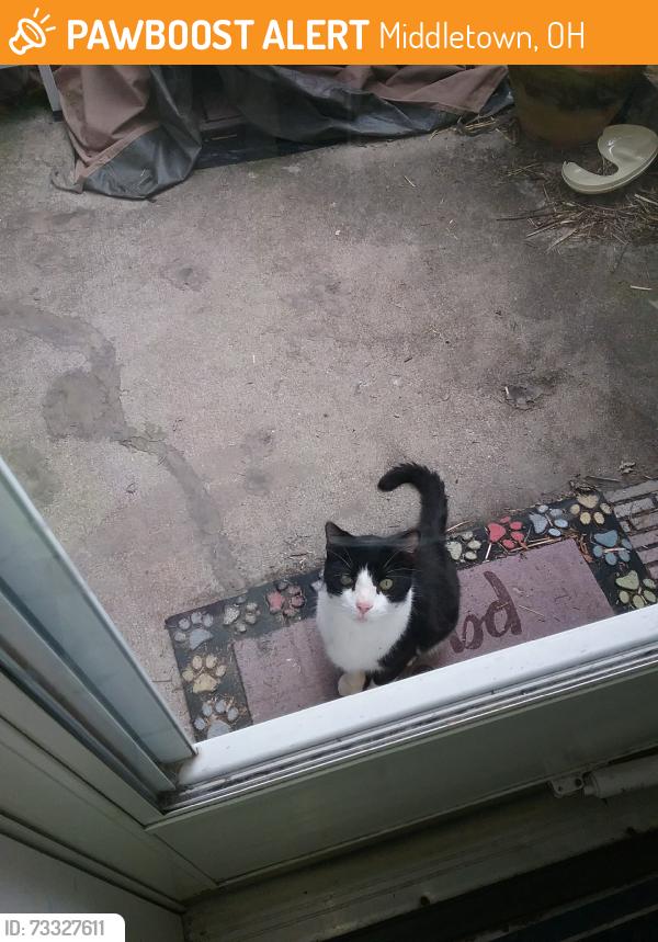 Found/Stray Unknown Cat last seen Near Ora Lane and Daryl Drive, Middletown, OH 45042