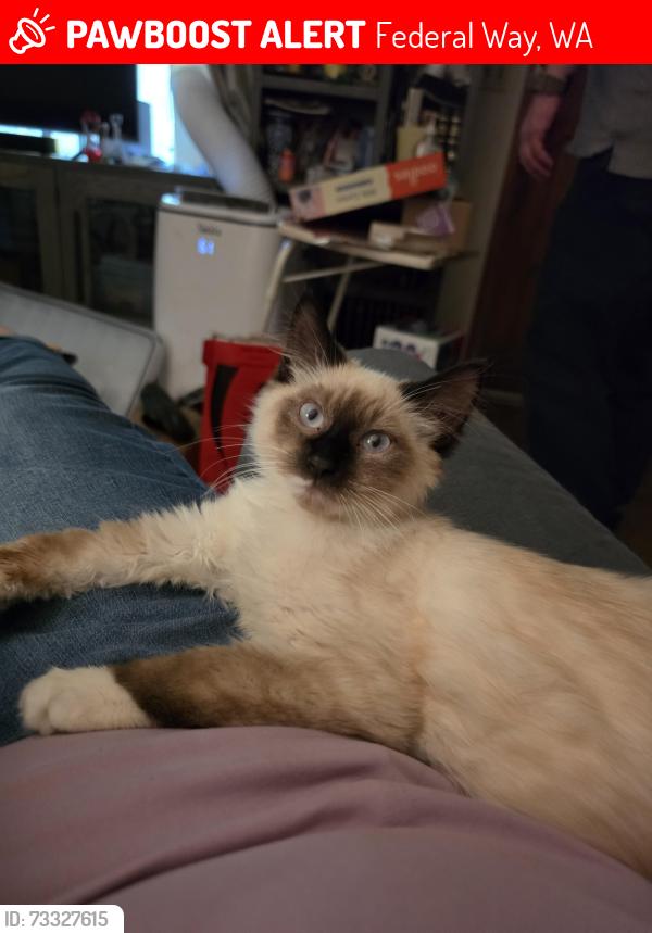 Lost Male Cat last seen 6th ave-356th, Federal Way, WA 98023