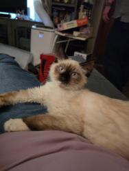 Lost Male Cat last seen 6th ave-356th, Federal Way, WA 98023