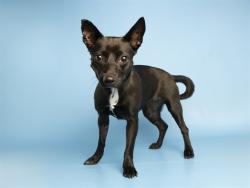 Shelter Stray Female Dog last seen Near BLOCK N 55TH DR, 5501 E Van Buren St, Phoenix, AZ 85008, USA