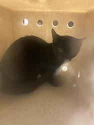 Shelter Stray Unknown Cat last seen Near BLOCK W DANUBE DR, 4522 W 3500 S, West Valley City, UT 84120, USA
