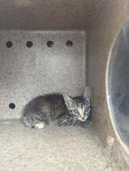 Shelter Stray Unknown Cat last seen Near BLOCK W 2400, 4522 W 3500 S, West Valley City, UT 84120, USA