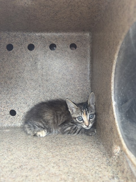 Shelter Stray Unknown Cat last seen Near BLOCK W 2400, 4522 W 3500 S, West Valley City, UT 84120, USA