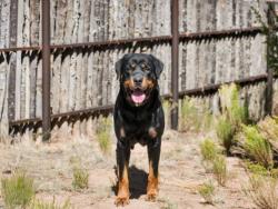 Shelter Stray Male Dog last seen Near BLOCK PASEO DEL SOL SANTA FE NM 87507, 100 Caja Del Rio Rd, Santa Fe, NM 87507, USA
