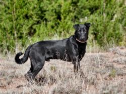 Shelter Stray Male Dog last seen Near BLOCK STATE RD 502 SANTA FE NM 87506, 100 Caja Del Rio Rd, Santa Fe, NM 87507, USA