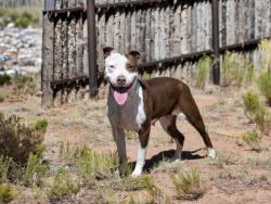 Shelter Stray Female Dog last seen RICHARDS AVE / GOVERNOR MILES RD SANTA FE NM 87507, 100 Caja Del Rio Rd, Santa Fe, NM 87507, USA