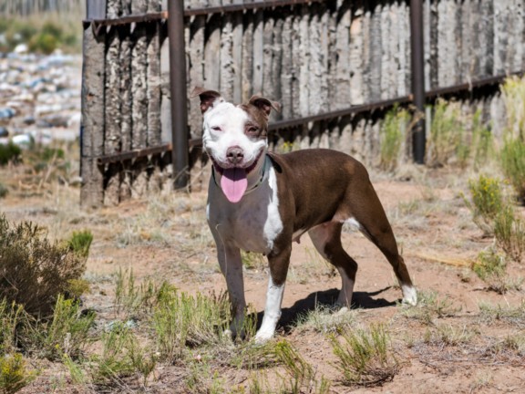 Shelter Stray Female Dog last seen RICHARDS AVE / GOVERNOR MILES RD SANTA FE NM 87507, 100 Caja Del Rio Rd, Santa Fe, NM 87507, USA