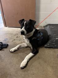 Shelter Stray Male Dog last seen BELLEFONTAINE, 10521 Baur Blvd, Olivette, MO 63132, USA