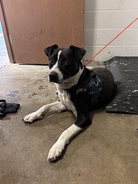 Shelter Stray Male Dog last seen BELLEFONTAINE, 10521 Baur Blvd, Olivette, MO 63132, USA
