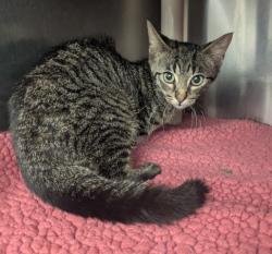 Shelter Stray Male Cat last seen Near BLOCK 4TH AVE, DETROIT MI 48202, 7401 Chrysler Dr, Detroit, MI 48211, USA