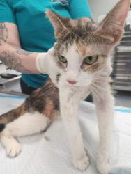 Shelter Stray Female Cat last seen Near BLOCK WEEDPATCH HWY, BAKERSFIELD CA 93307, 3951 Fruitvale Ave, Bakersfield, CA 93308, USA