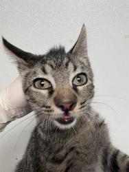 Shelter Stray Male Cat last seen Near BLOCK WARREN AVE, BAKERSFIELD CA 93308, 3951 Fruitvale Ave, Bakersfield, CA 93308, USA