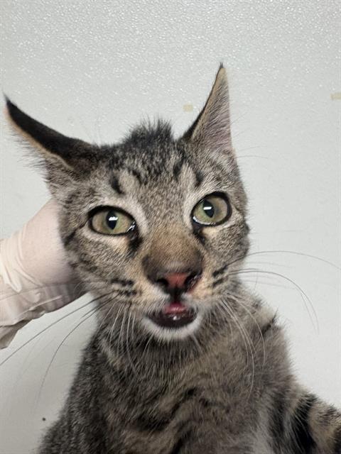 Shelter Stray Male Cat last seen Near BLOCK WARREN AVE, BAKERSFIELD CA 93308, 3951 Fruitvale Ave, Bakersfield, CA 93308, USA