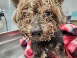 Shelter Stray Male Dog last seen Near BLOCK WINTHROP ST, DETROIT MI 48227, 7401 Chrysler Dr, Detroit, MI 48211, USA