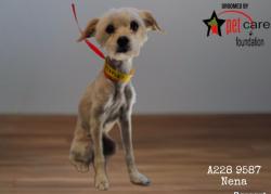 Shelter Stray Female Dog last seen , 1850 W 60th St, Los Angeles, CA 90047, USA
