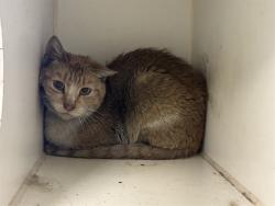 Shelter Stray Female Cat last seen Near BLOCK N STATE ST, HEMET CITY, 581 S Grand Ave, San Jacinto, CA 92582, USA