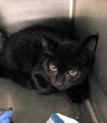 Shelter Stray Male Cat last seen , 1850 W 60th St, Los Angeles, CA 90047, USA