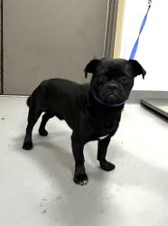 Shelter Stray Male Dog last seen Near BLOCK N KIRBY ST, SAN JACINTO, CA, 581 S Grand Ave, San Jacinto, CA 92582, USA