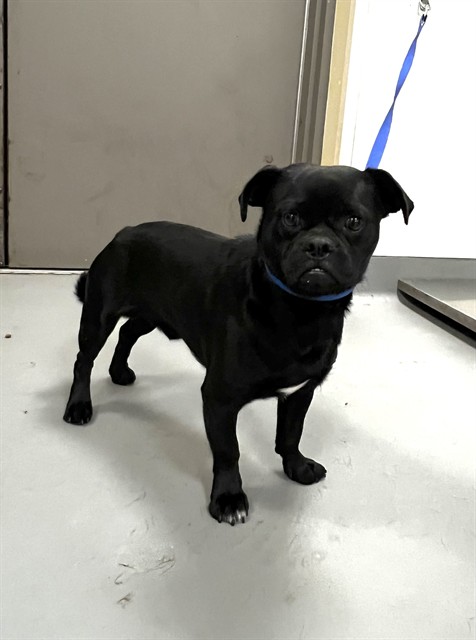 Shelter Stray Male Dog last seen Near BLOCK N KIRBY ST, SAN JACINTO, CA, 581 S Grand Ave, San Jacinto, CA 92582, USA