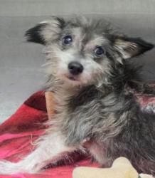 Shelter Stray Male Dog last seen , 1850 W 60th St, Los Angeles, CA 90047, USA