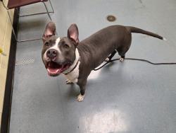 Shelter Stray Female Dog last seen Near BLOCK MALLEY DR. APT 218 NORTHGLENN CO 80233, 1241 W Bayaud Ave, Denver, CO 80223, USA