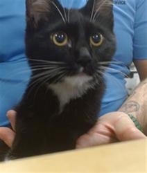 Shelter Stray Male Cat last seen Near BLOCK NW 27 AVE, 3599 NW 79th Ave, Doral, FL 33122, USA