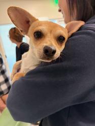 Shelter Stray Male Dog last seen 61ST & ONEIDA ST, 12155 Park Blvd, Brighton, CO 80601, USA