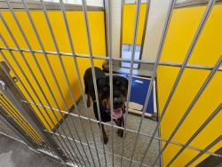 Shelter Stray Male Dog last seen , 4000 N Silverbell Rd, Tucson, AZ 85745, USA