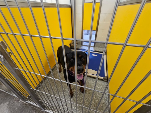 Shelter Stray Male Dog last seen , 4000 N Silverbell Rd, Tucson, AZ 85745, USA