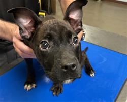 Shelter Stray Female Dog last seen EL MIRAGE RD AND MORENO BLVD, 2500 S 27th Ave, Phoenix, AZ 85009, USA
