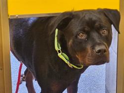 Shelter Stray Female Dog last seen , 4000 N Silverbell Rd, Tucson, AZ 85745, USA