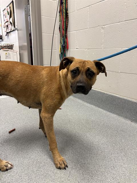 Shelter Stray Female Dog last seen Near, 2600 S Harding St, Indianapolis, IN 46221, USA