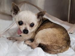 Shelter Stray Female Dog last seen , 957 N Gaffey St, San Pedro, CA 90731, USA