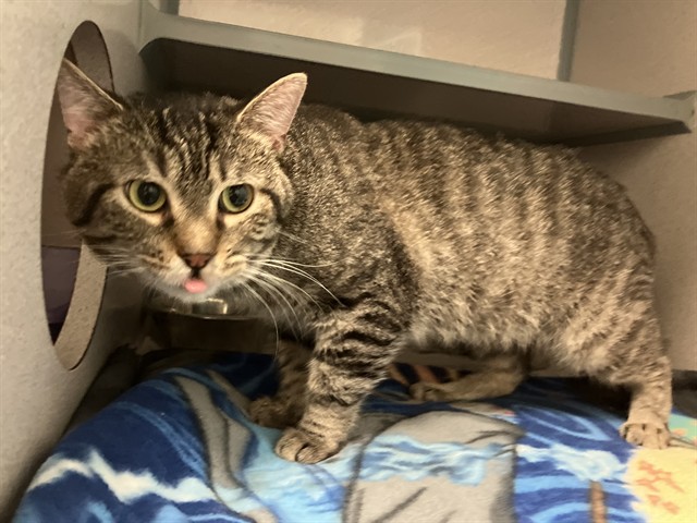 Shelter Stray Male Cat last seen CONFINED ON BIG HOLLOW, 2600 NE Perry Ave, Peoria, IL 61603, USA