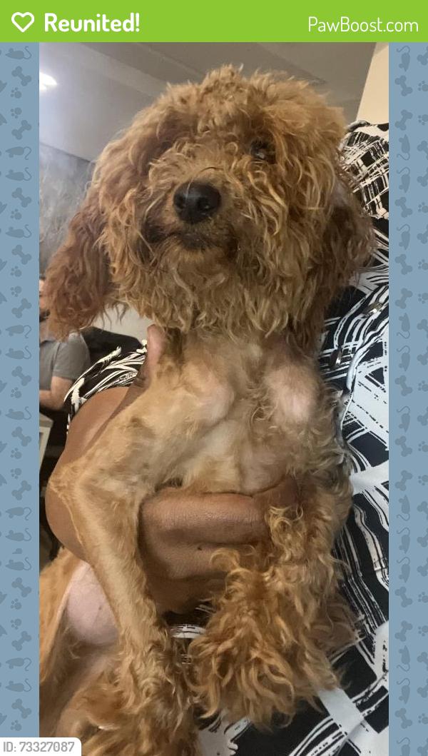 Reunited Female Dog last seen Northlake area near mall, Charlotte, NC 28216