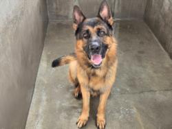 Shelter Stray Male Dog last seen , 14409 Vanowen St, Van Nuys, CA 91405, USA
