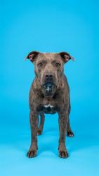 Shelter Stray Male Dog last seen Near BLOCK WONDER LANE, 2020 Forest St, Jacksonville, FL 32204, USA