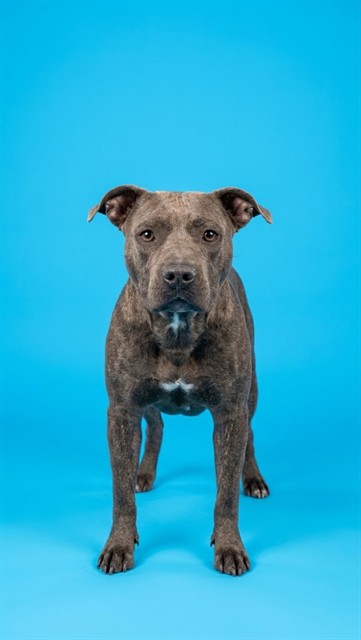 Shelter Stray Male Dog last seen Near BLOCK WONDER LANE, 2020 Forest St, Jacksonville, FL 32204, USA