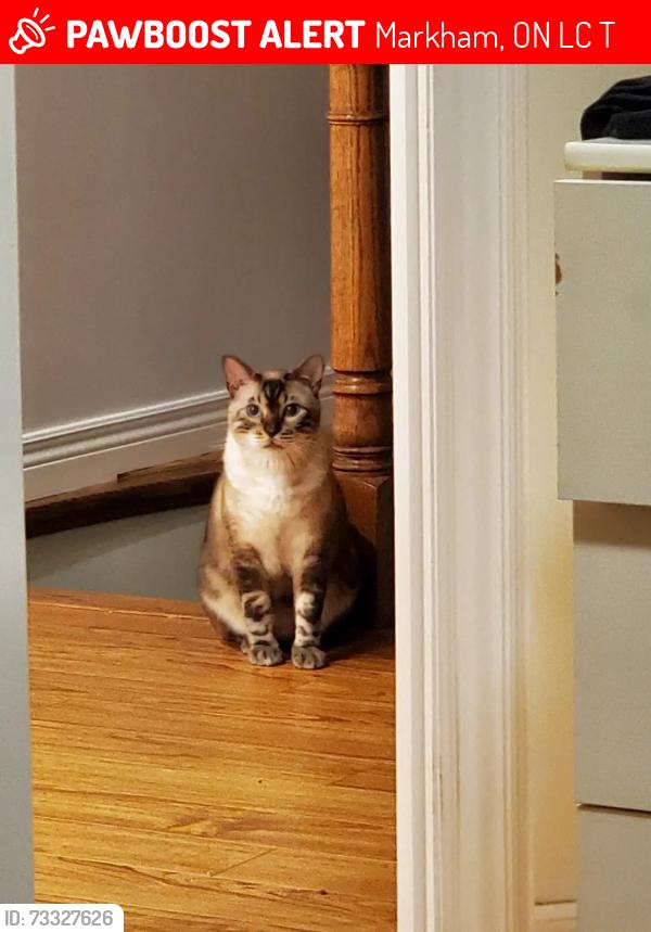 Lost Male Cat last seen 16th and Townson just after the tnt plaza, Markham, ON L6C 1T2