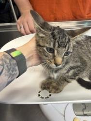 Shelter Stray Female Cat last seen BURLINGTON AC, 221 Stone Quarry Rd, Burlington, NC 27217, USA