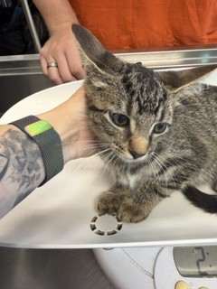 Shelter Stray Female Cat last seen BURLINGTON AC, 221 Stone Quarry Rd, Burlington, NC 27217, USA