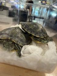 Shelter Stray Female Other last seen , 14409 Vanowen St, Van Nuys, CA 91405, USA