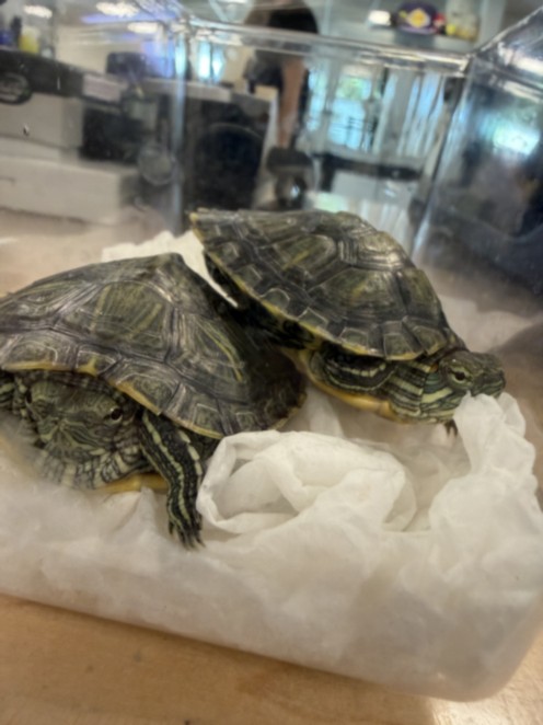 Shelter Stray Female Other last seen , 14409 Vanowen St, Van Nuys, CA 91405, USA