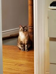Lost Male Cat last seen 16th and Townson just after the tnt plaza, Markham, ON L6C 1T2