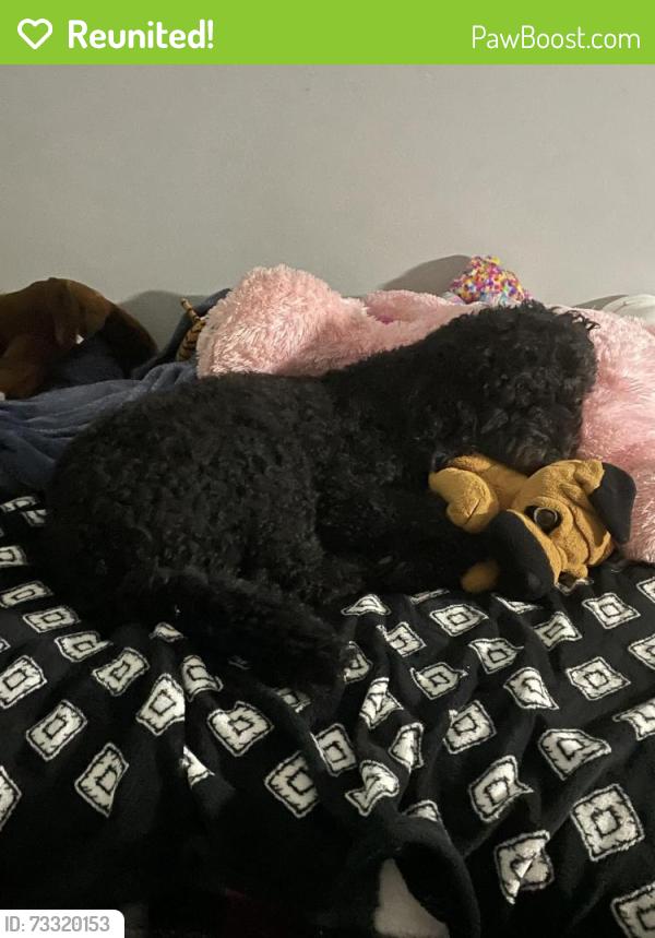 Reunited Female Dog last seen County line road, Fayetteville, NC 28306
