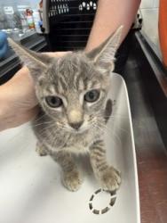 Shelter Stray Female Cat last seen BURLINGTON AC, 221 Stone Quarry Rd, Burlington, NC 27217, USA
