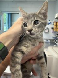 Shelter Stray Female Cat last seen BURLINGTON AC, 221 Stone Quarry Rd, Burlington, NC 27217, USA